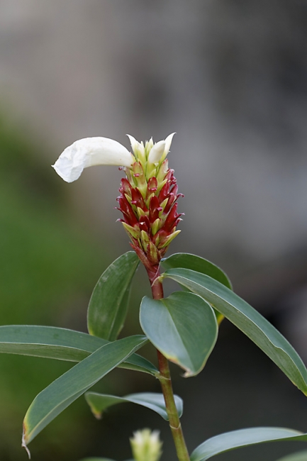 Suan Luang-JUN14-046